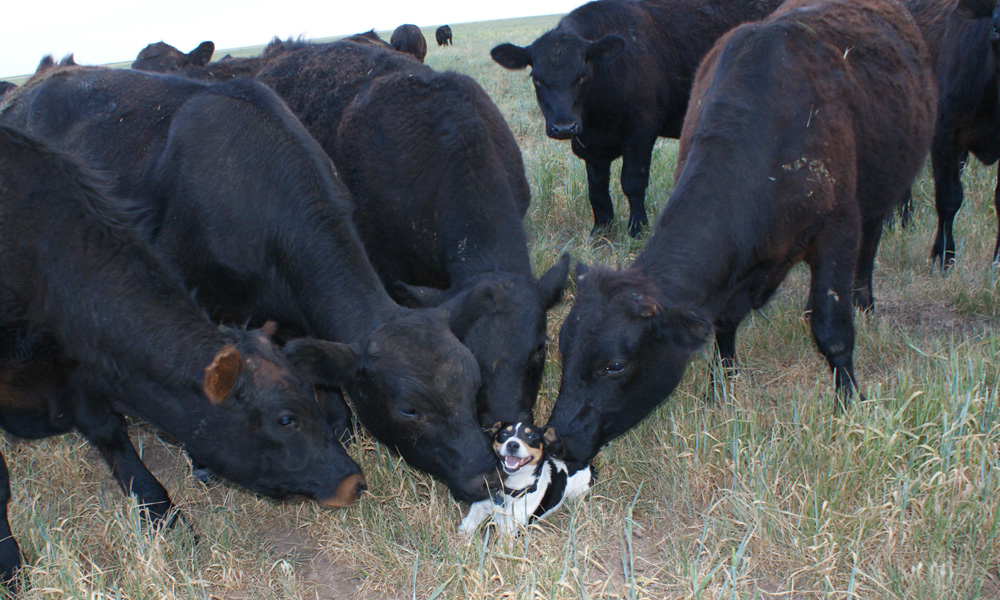 Diamond A Jack Russell