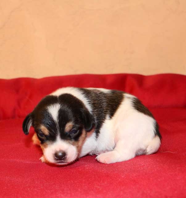 diamond-a-jack-russell-image-2