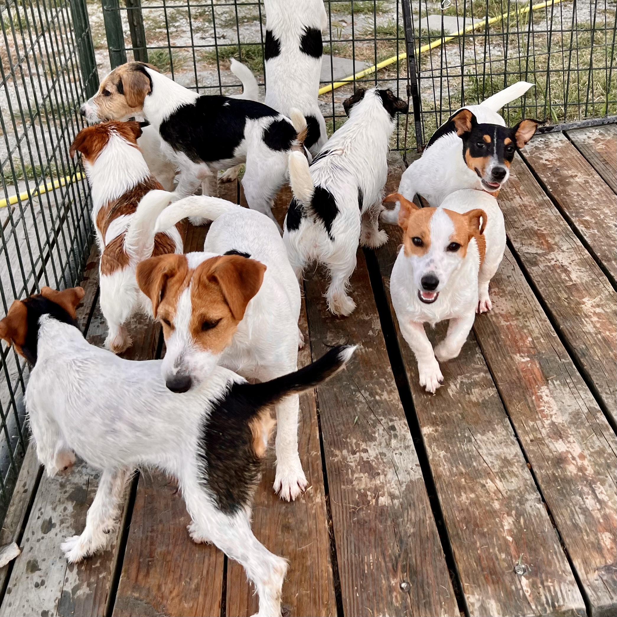 Diamond A Jack Russells