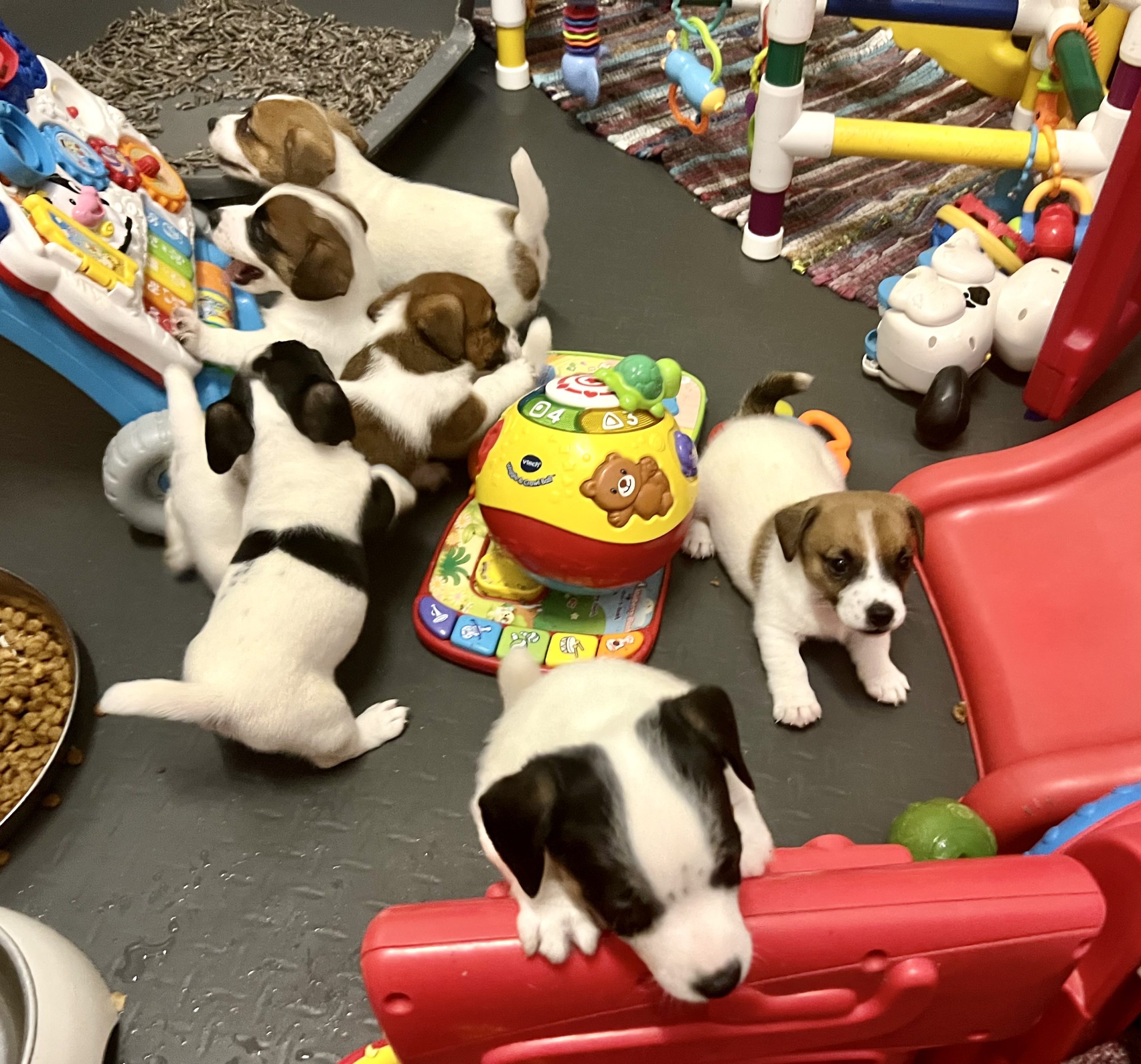 Diamond A dogs in the yard